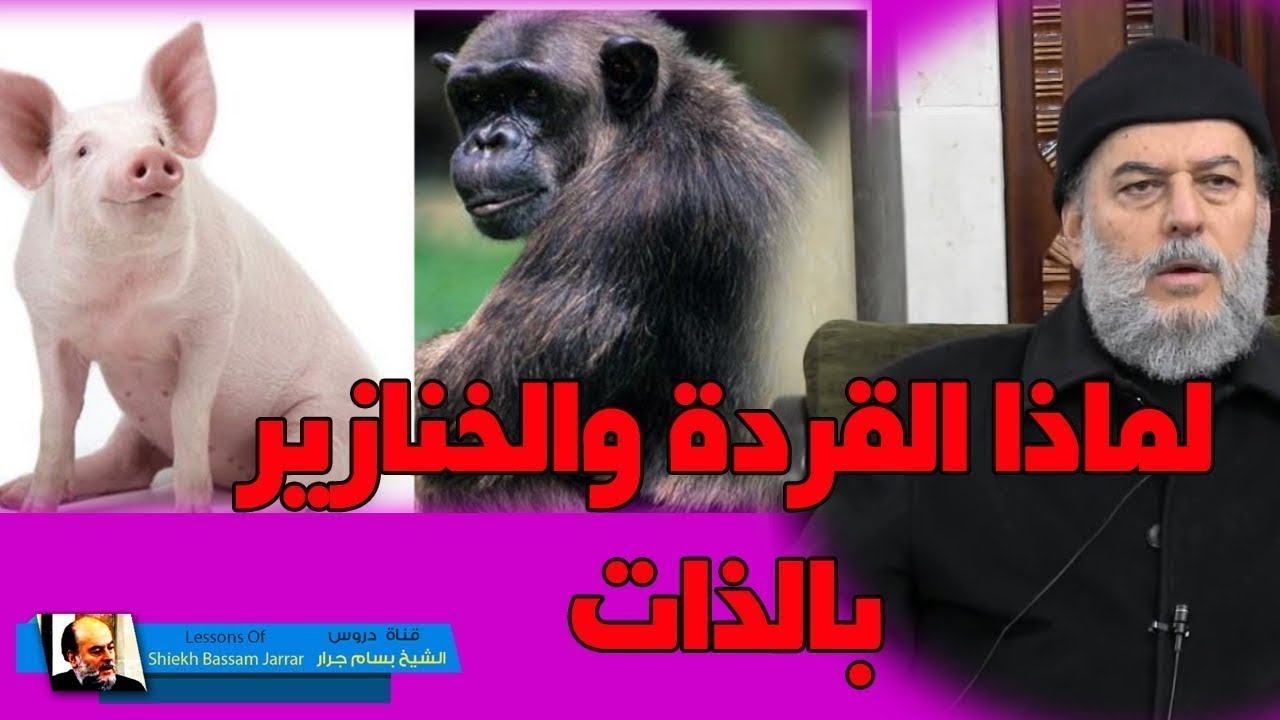 الشيخ بسام جرار |  تفسير عجيب لقصة مسخ اليهود الى قردة وخنازير