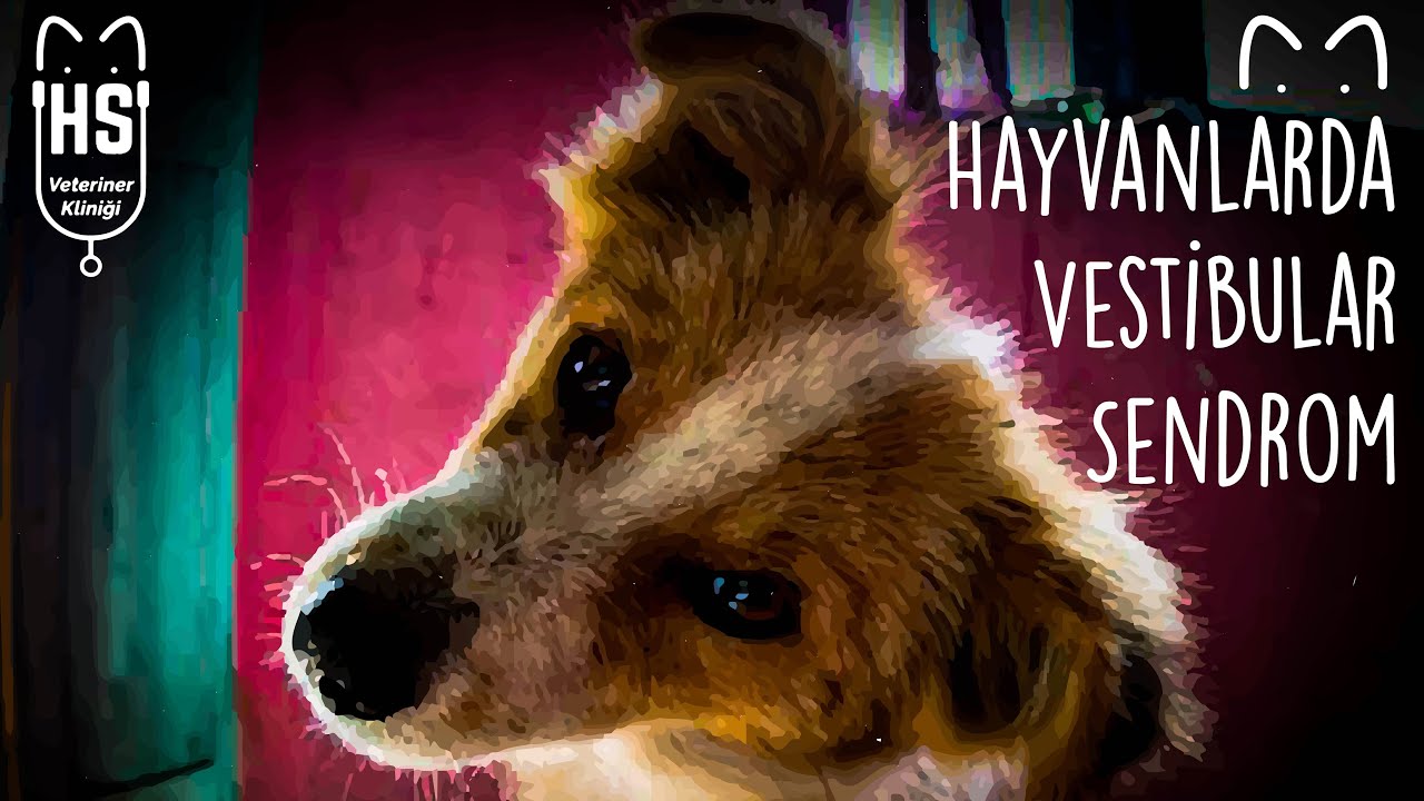 Hayvanlarda Vestibular Sendrom