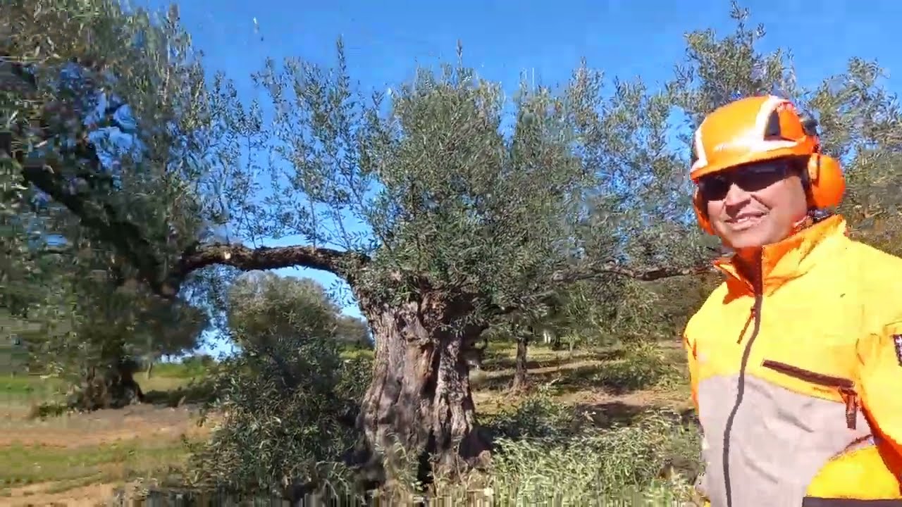 PODA OLIVO JAÉN VÍDEO 21 BIS