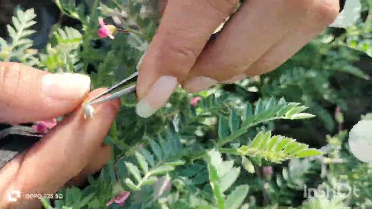 How to do crossing in chickpea crop? | Hybridization Technique| Emasculation| Plant Breeding Methods