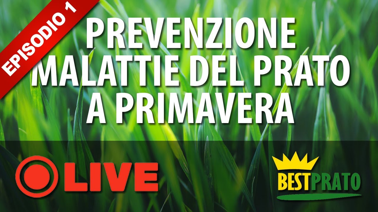 LA PREVENZIONE DELLE MALATTIE FUNGINE DEL PRATO IN PRIMAVERA  [1^ PARTE]