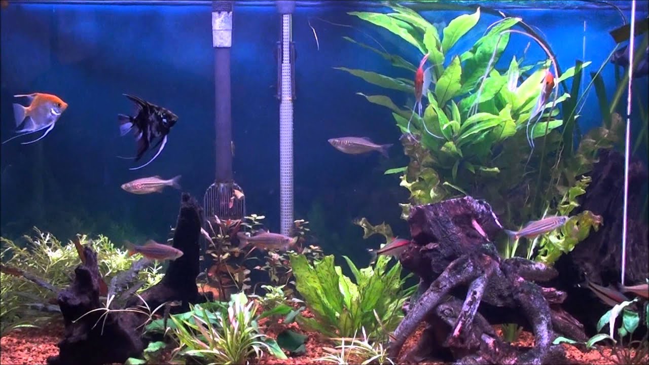 Giant Danios in the Planted Tank