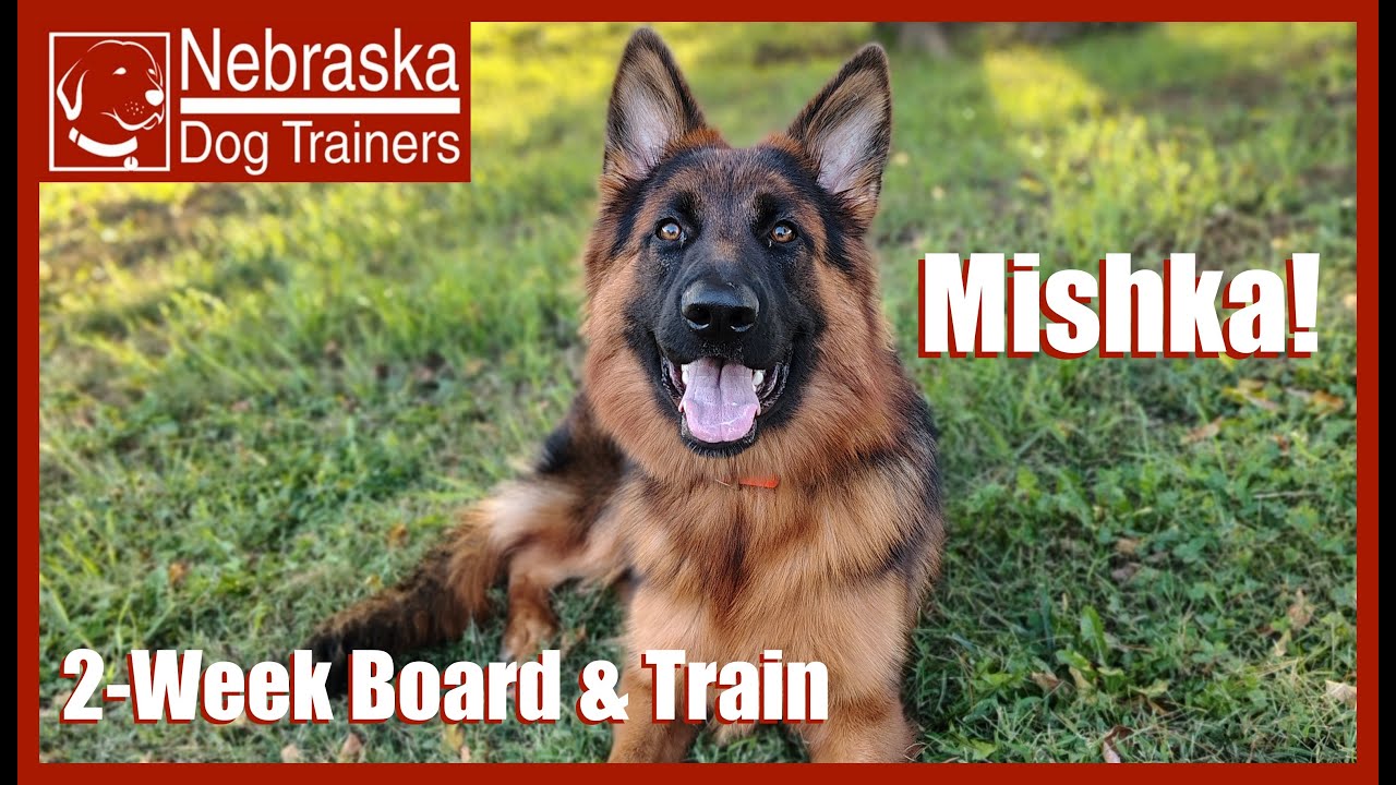 Mishka | 8MO German Shepherd Dog | Off Leash Reliable Dog Training, Nebraska Dog Trainers