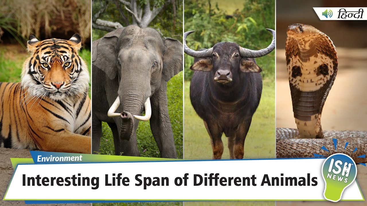 Interesting Life Span of Different Animals | ISH News