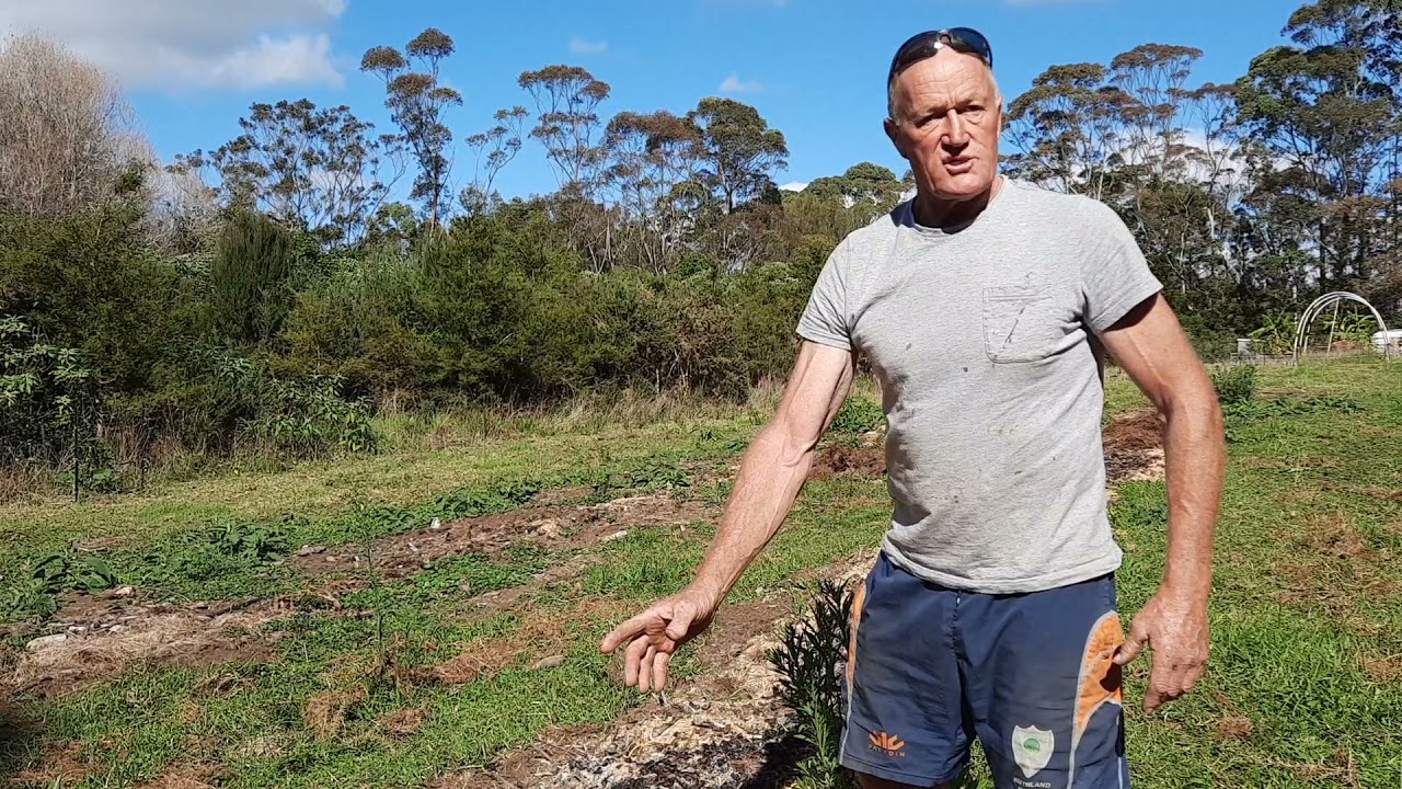 Mulching process with cryptomeria