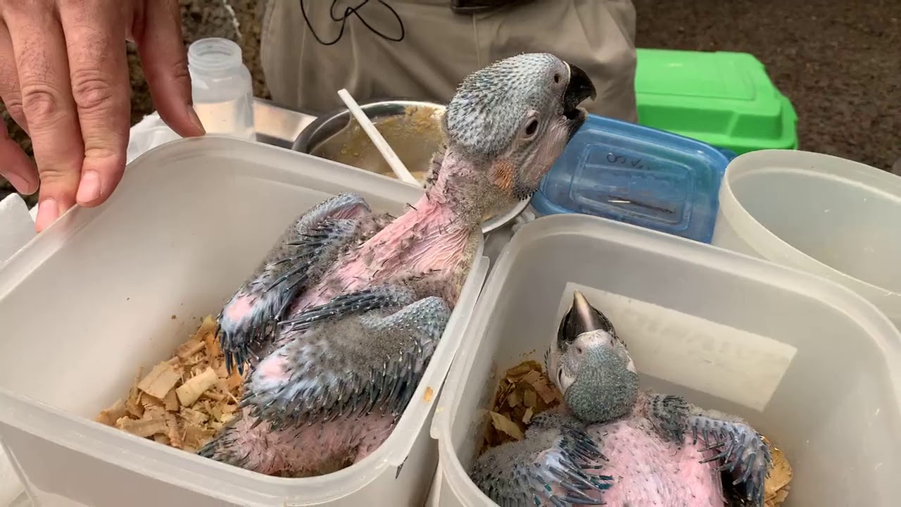 Desayunando con las crías de guacamayos