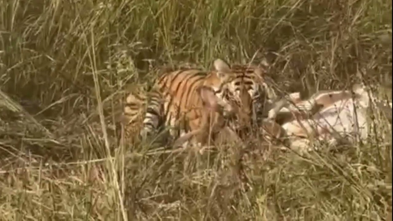 Jim Corbett National park jungle safari zone Uttarakhand nature of tiger hunting spotted deer