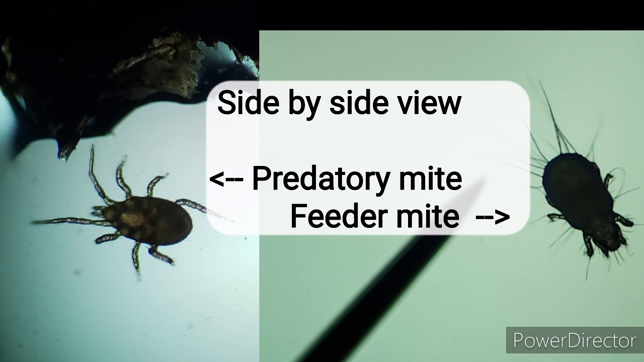 The return of the Thrips | Trying Predatory mite sachets | Pests Overwintering