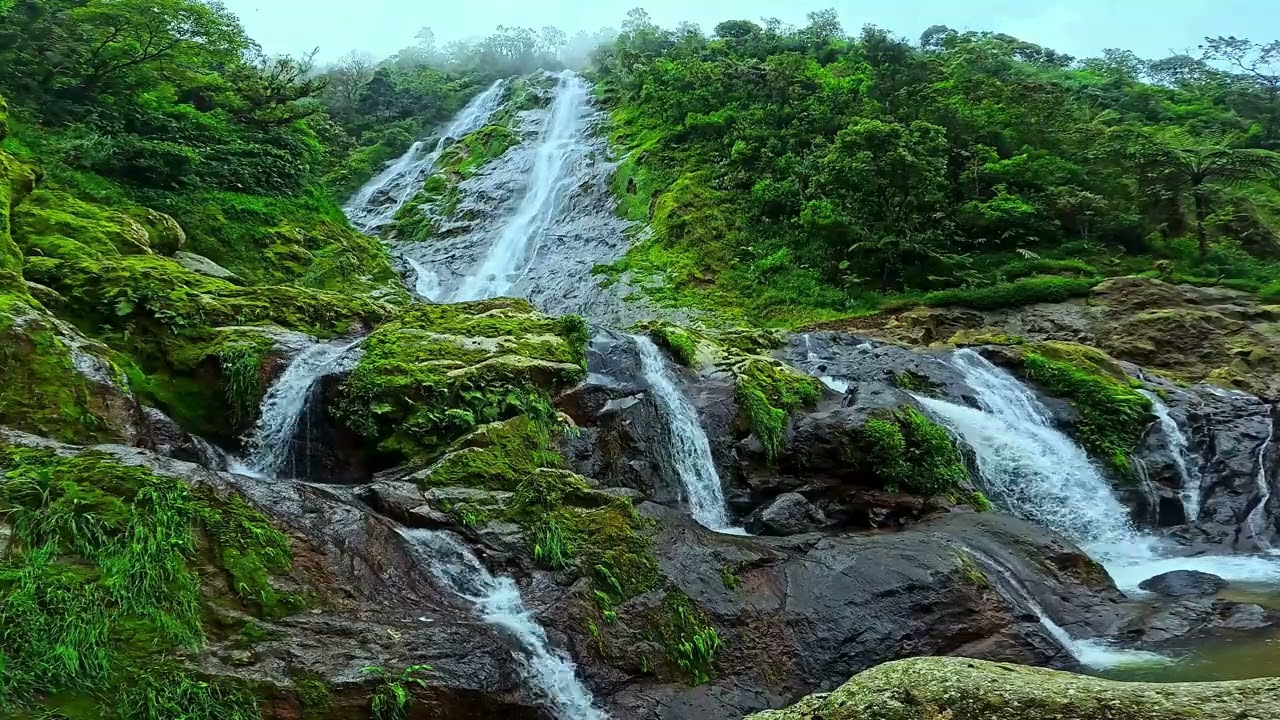Hyalea