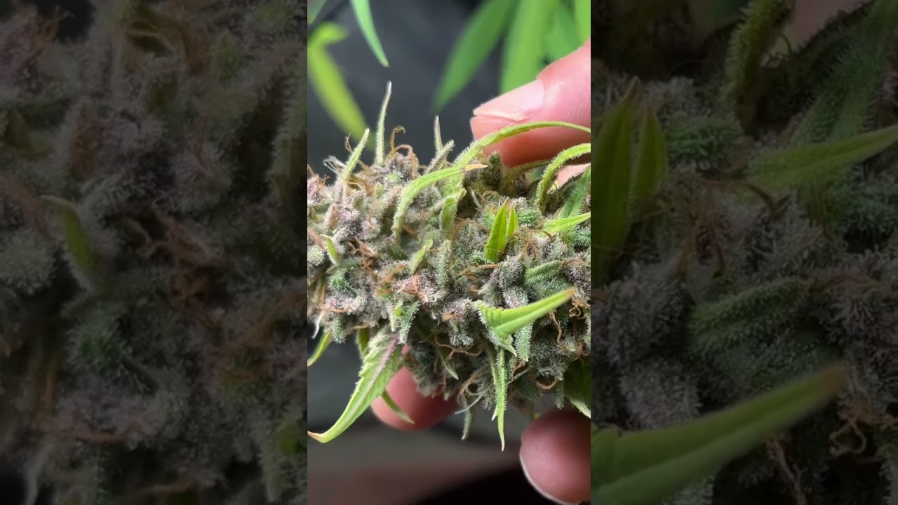 Harvest day LSD-25 🍀😍 #harvest #plants