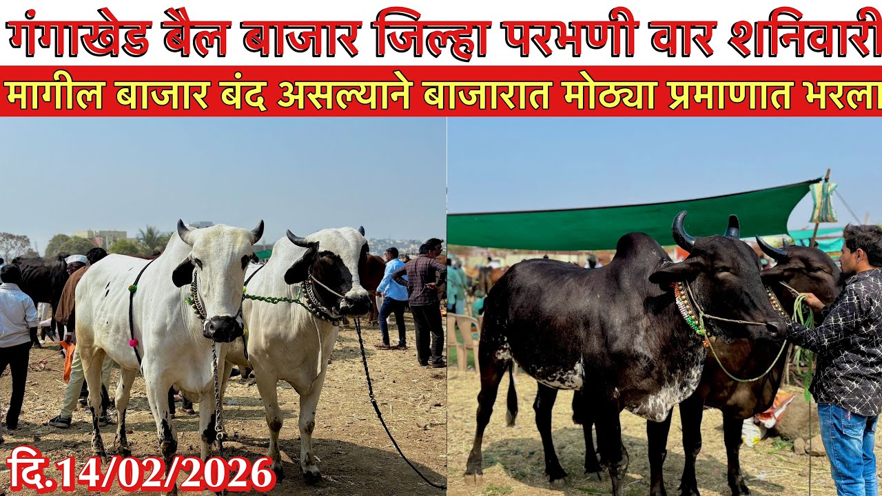 दि.14/02/2026 वार शनिवार/मागील बाजार बंद असल्यामुळे बाजार भरला मोठ्या प्रमाणात उभा राहायला जागा नाही