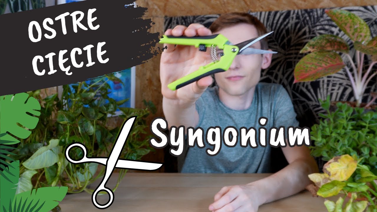 Ostre cięcie Syngonium | Jak odmładzam rośliny?