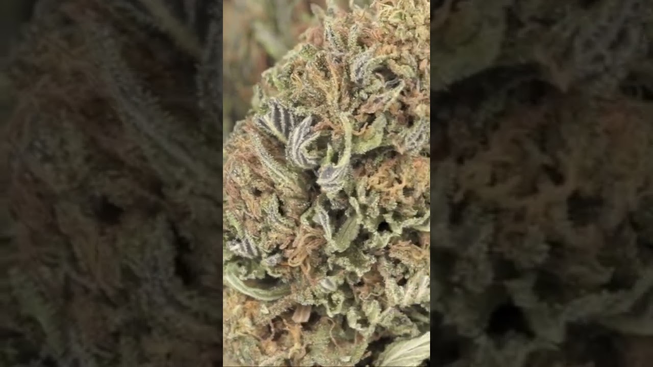 What does Jaxon Bubba Kush CBD flower look like?
