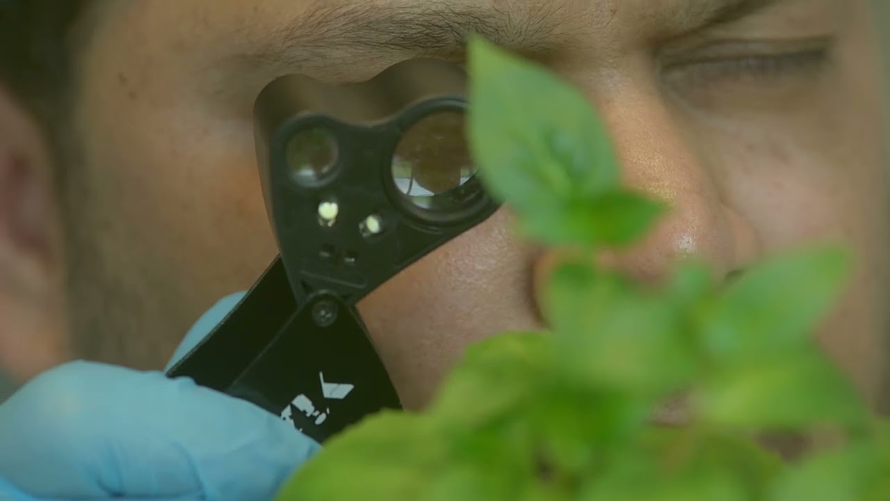 APHA Plant Health and Seeds Inspectors working with Border Force to inspect posted plants