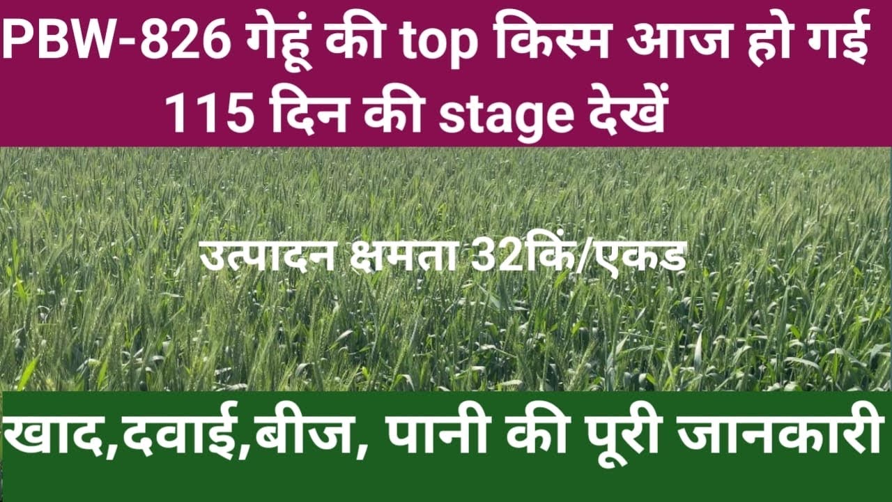 Pbw-826 गेहूँ की 115 दिन की stage देखें। खेत बालियों से भर गया #agriculture #wheatfarming #dbw327