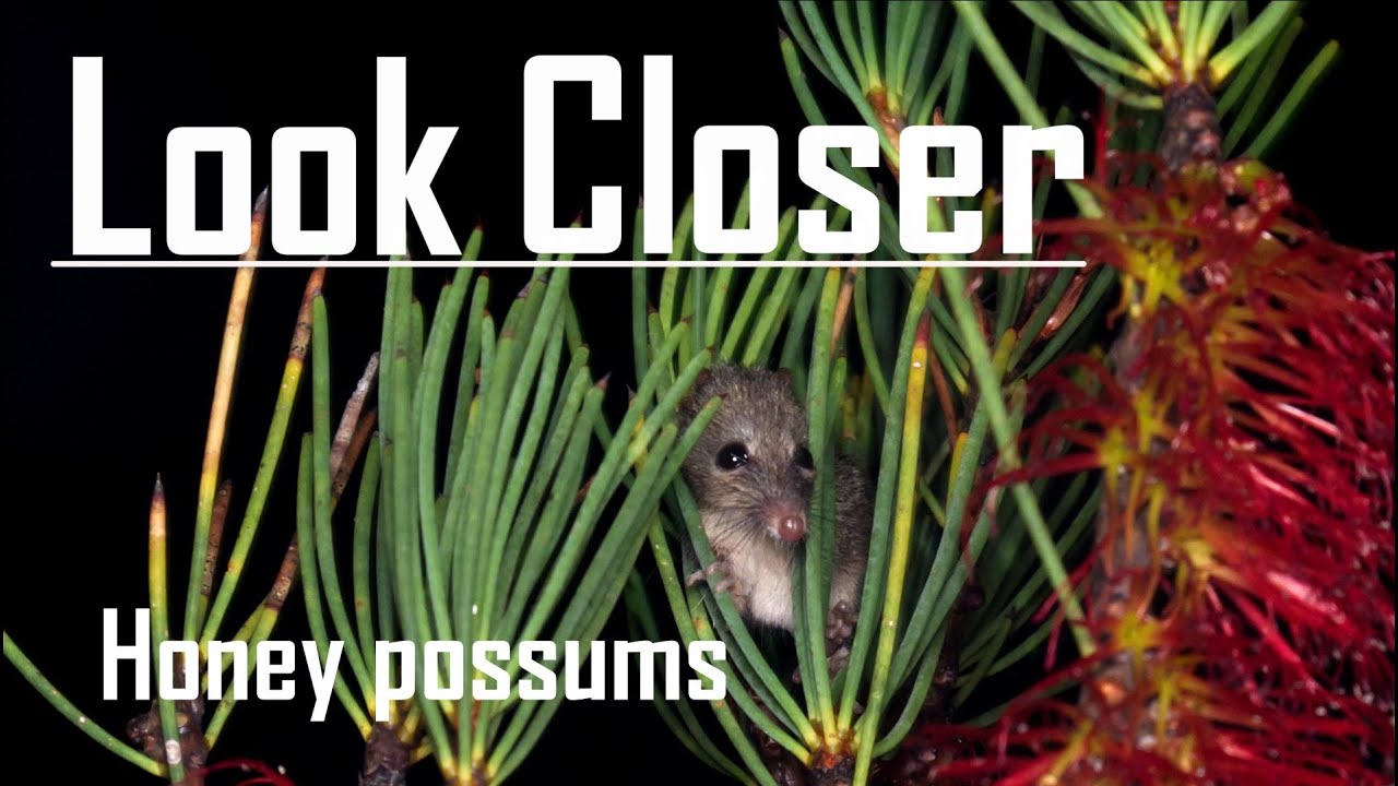 Field Trip - Honey Possums