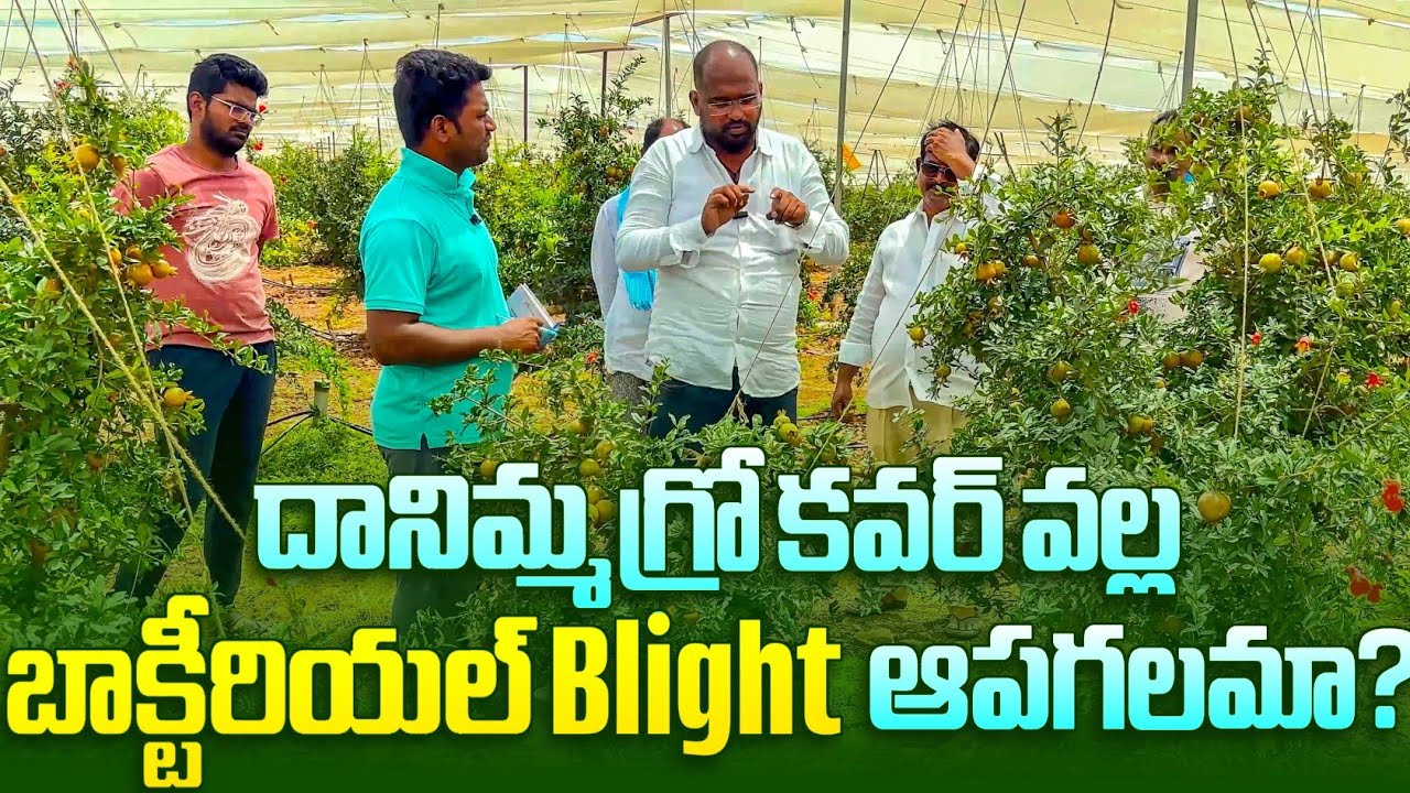 దానిమ్మ గ్రో కవర్ వల్ల బాక్టీరియల్ BLIGHT ఆపగలమా | POMEGRANATE FARMING TELUGU | CULTIVATION