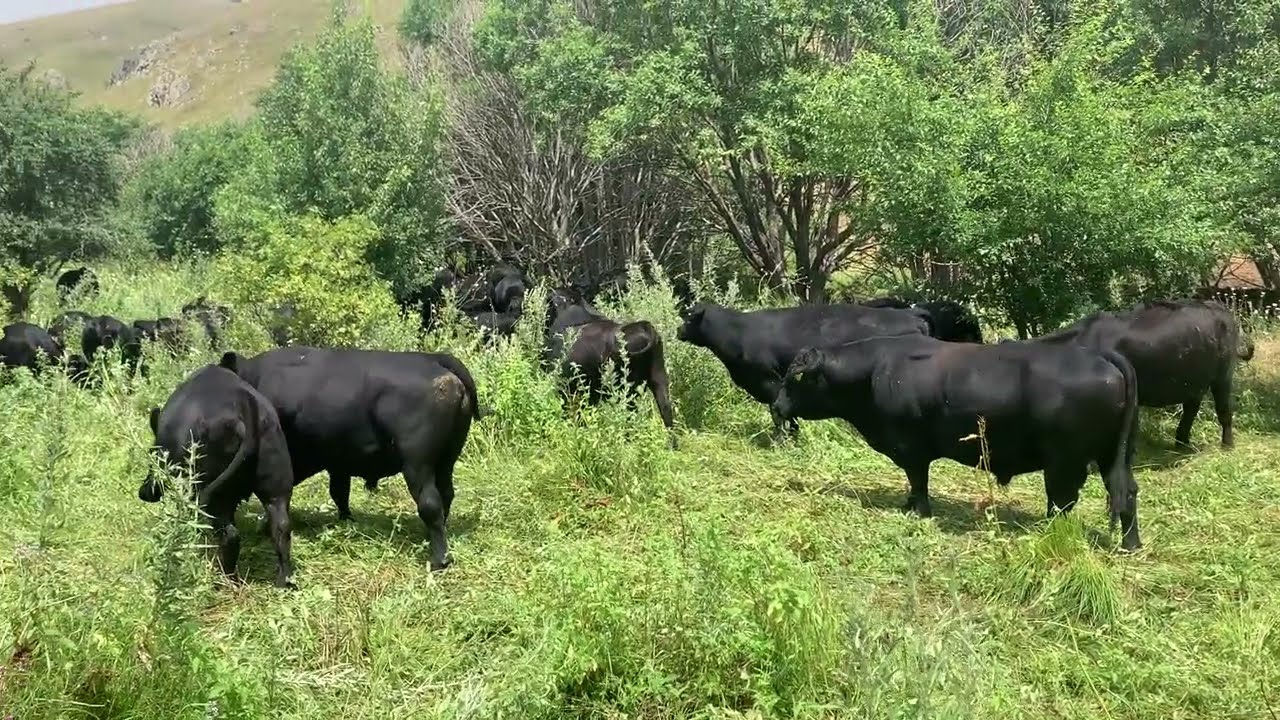 Սև Անգուս մայրերի խնդիրները հուլիսի վերջին @mountainhighfarms