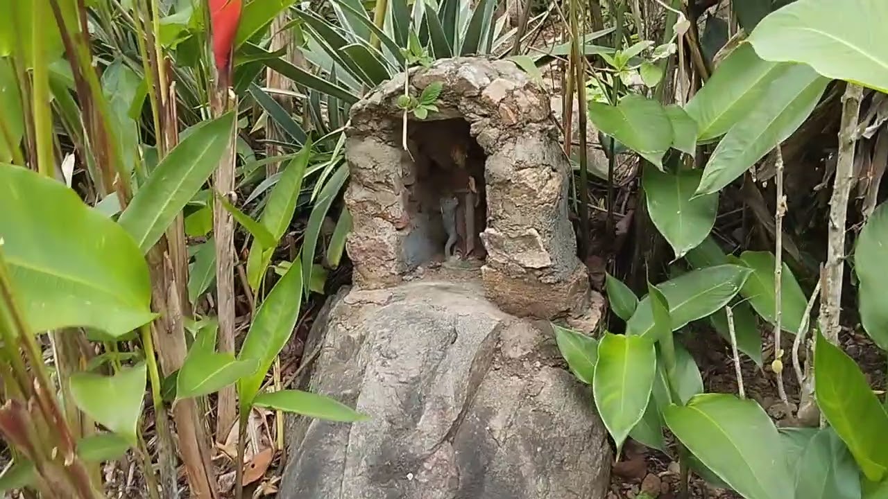 Veja a mata Atlântica 😍