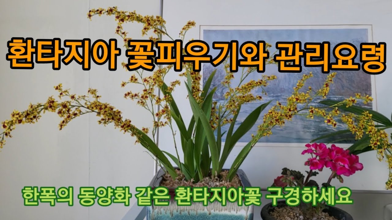 환타지아 꽃피우기와 관리요령