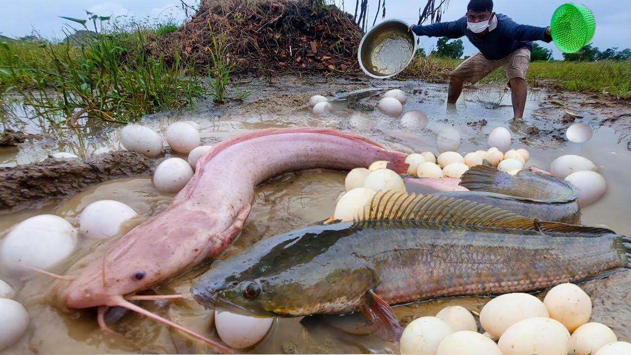 Wow Best Hand Fishing - Man catch fish & pick a lot of eggs in rice field under grass by skills hand
