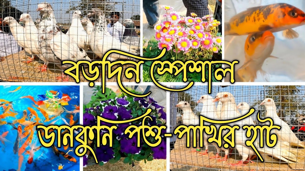dankuni pet market new update: Pigeon Market pardankuni।