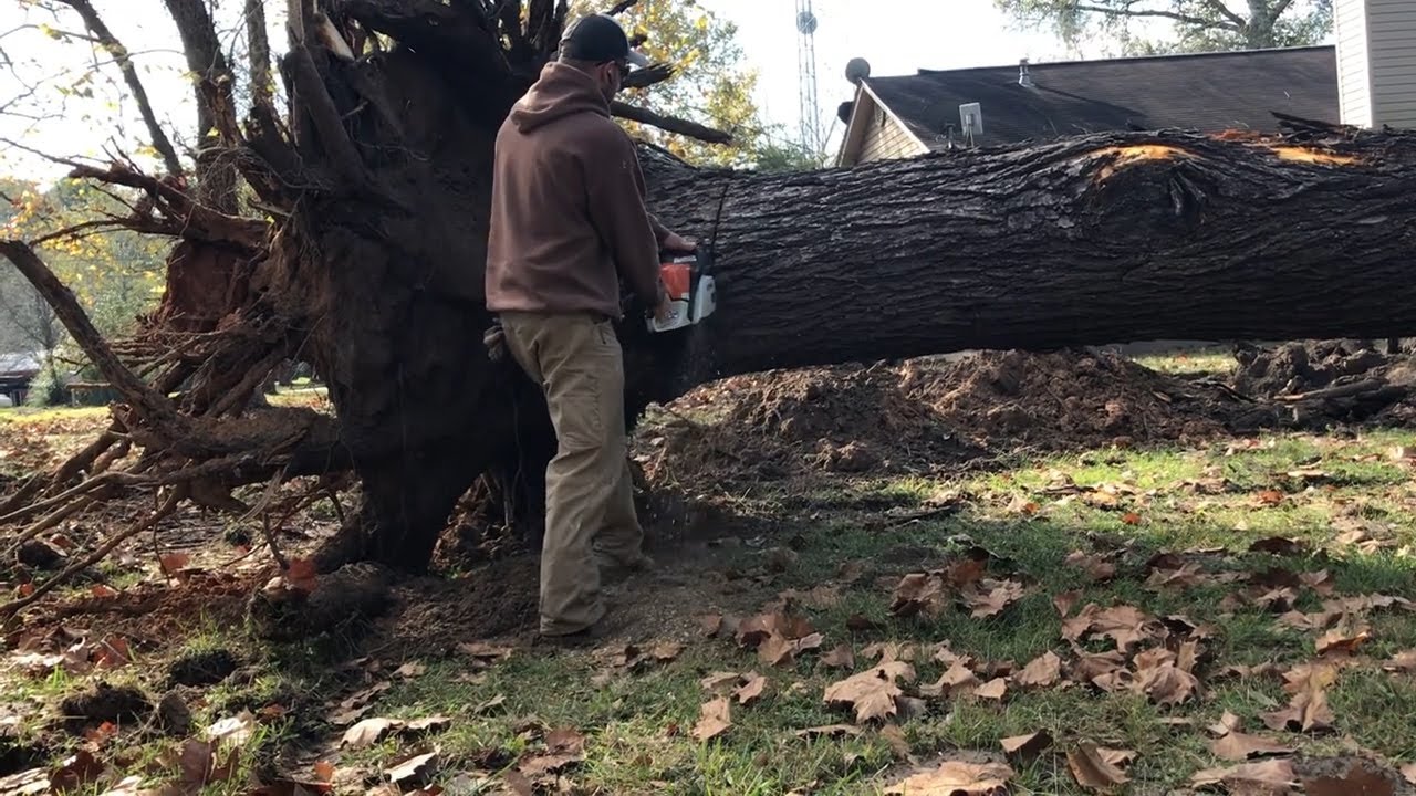 Harvesting Our First Black Walnut Tree for the Sawmill!