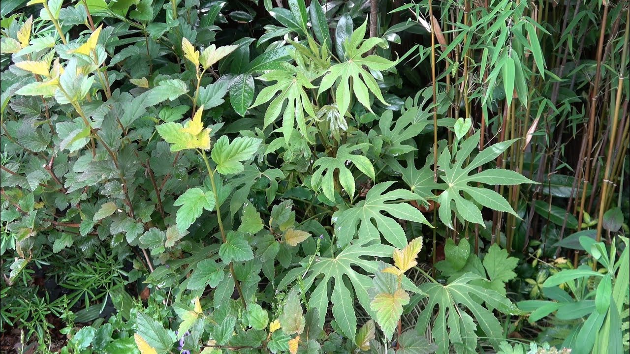 Fatsia Species in our garden