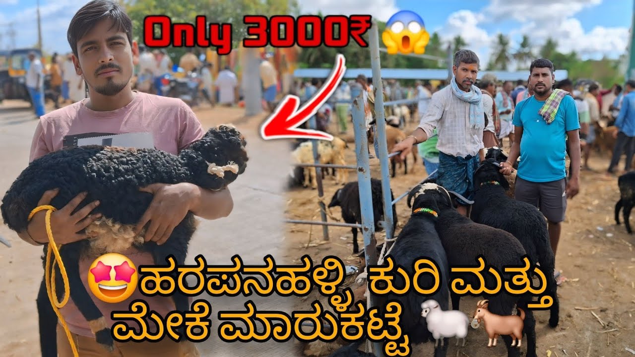 🤩Harapanahalli Sheep🐑 & Goat🐐Market Every Monday Bazar 24/11/2025|#karnatakasheep #bakramandi #goat 