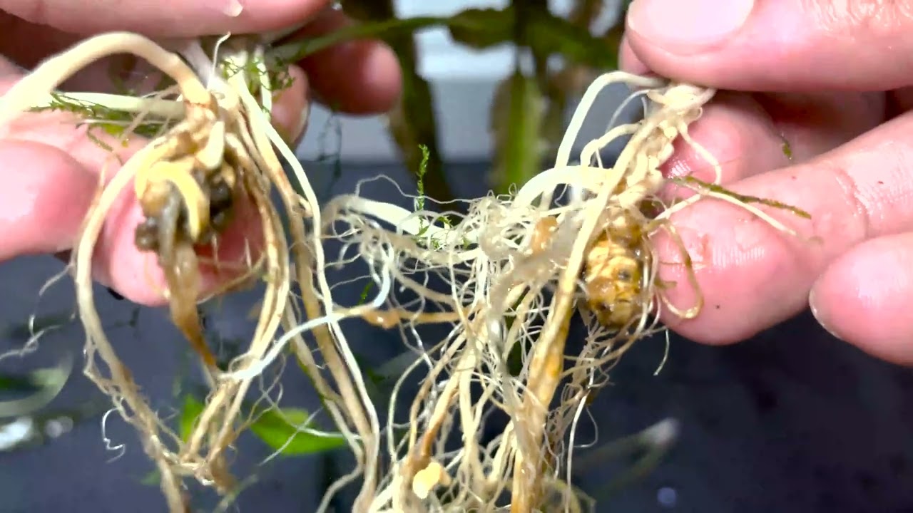 How to Easily Propagate Crypts Aquarium Plant