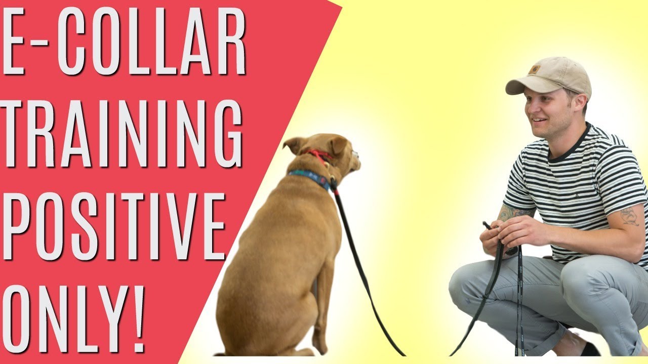 Clicker training your dog with an E collar- Purely Positive dog training