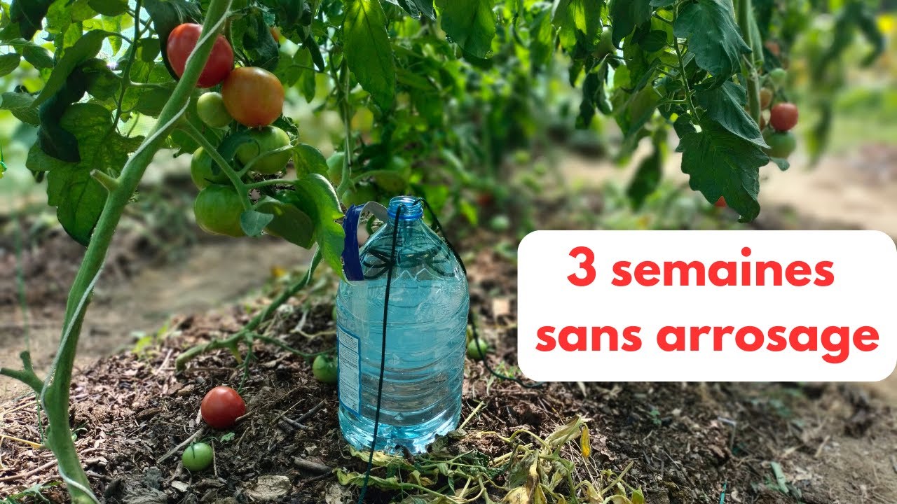 ARROSAGE, le goutte à goutte du pauvre
