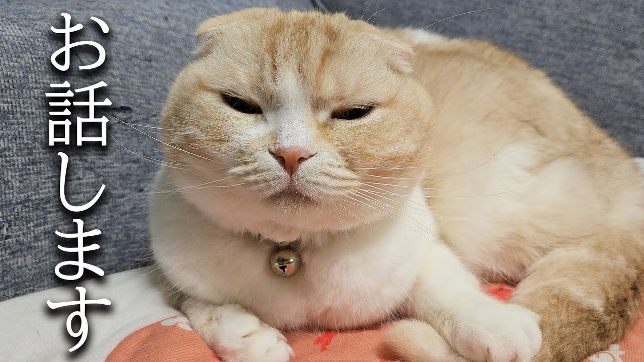 詐欺に遭いました…