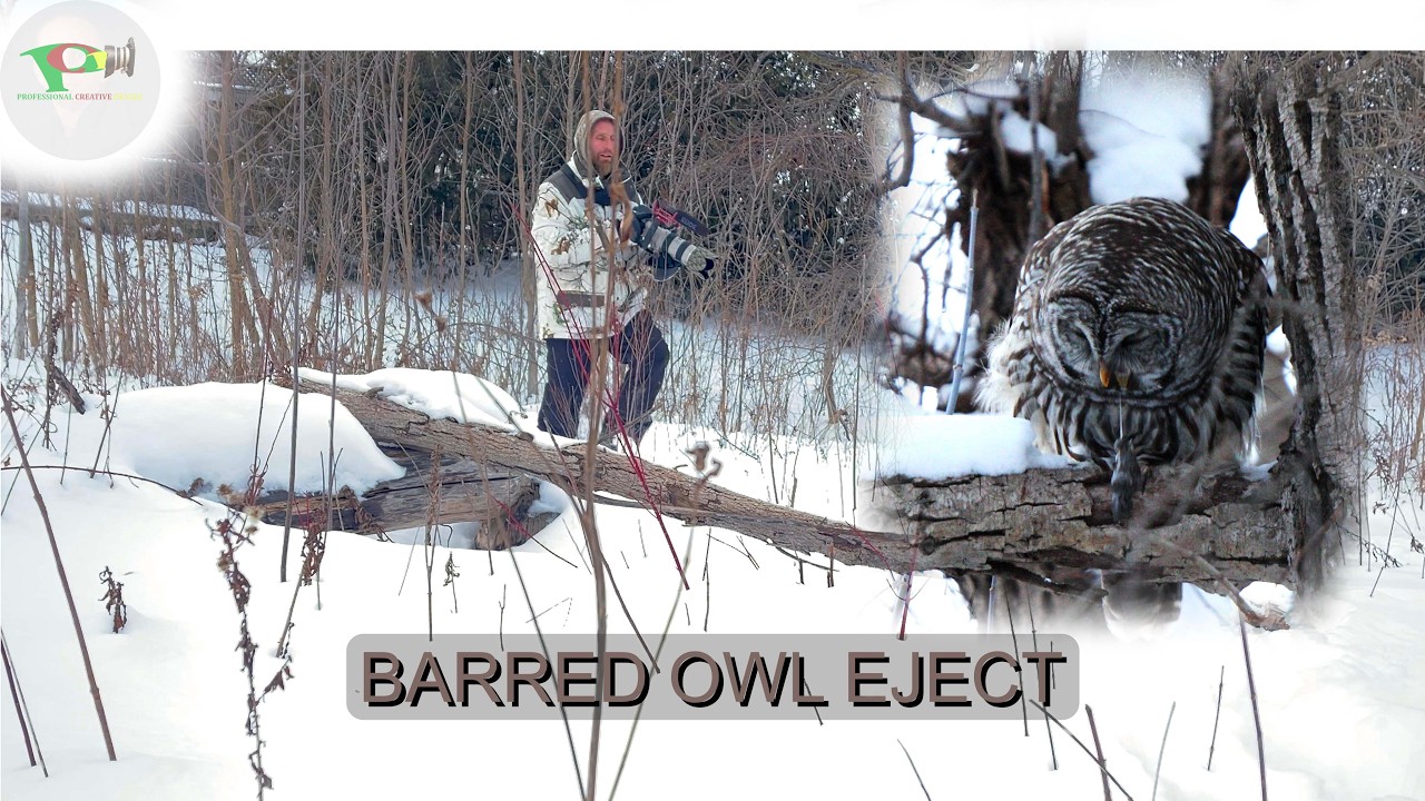 Barred Owl Eject