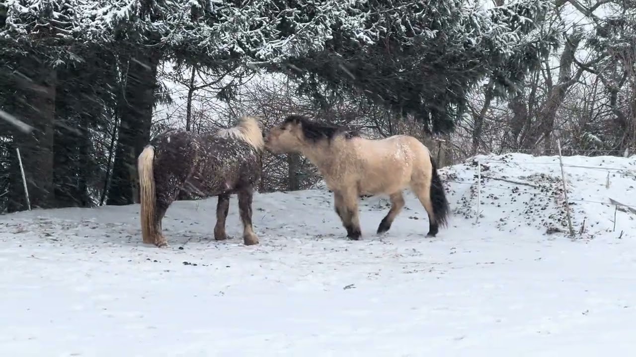 14. Kiakur & Thor playing part two #VillaMirza #horses
