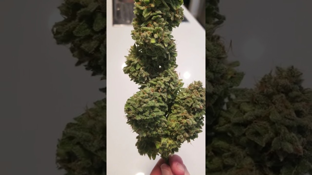 🍋🍰 Lemon Cheesecake by Heavyweight Seeds  #cannabiscontent #cannabisdaily #growerscommunity