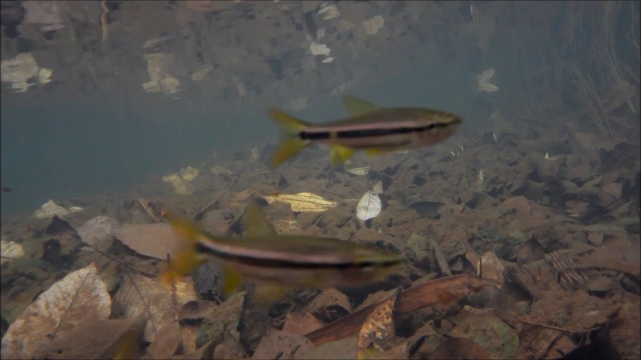 Cryptocoryne griffithii and Trigonostigma heteromorpha in Bintan island　-DIscoveryPlanet-