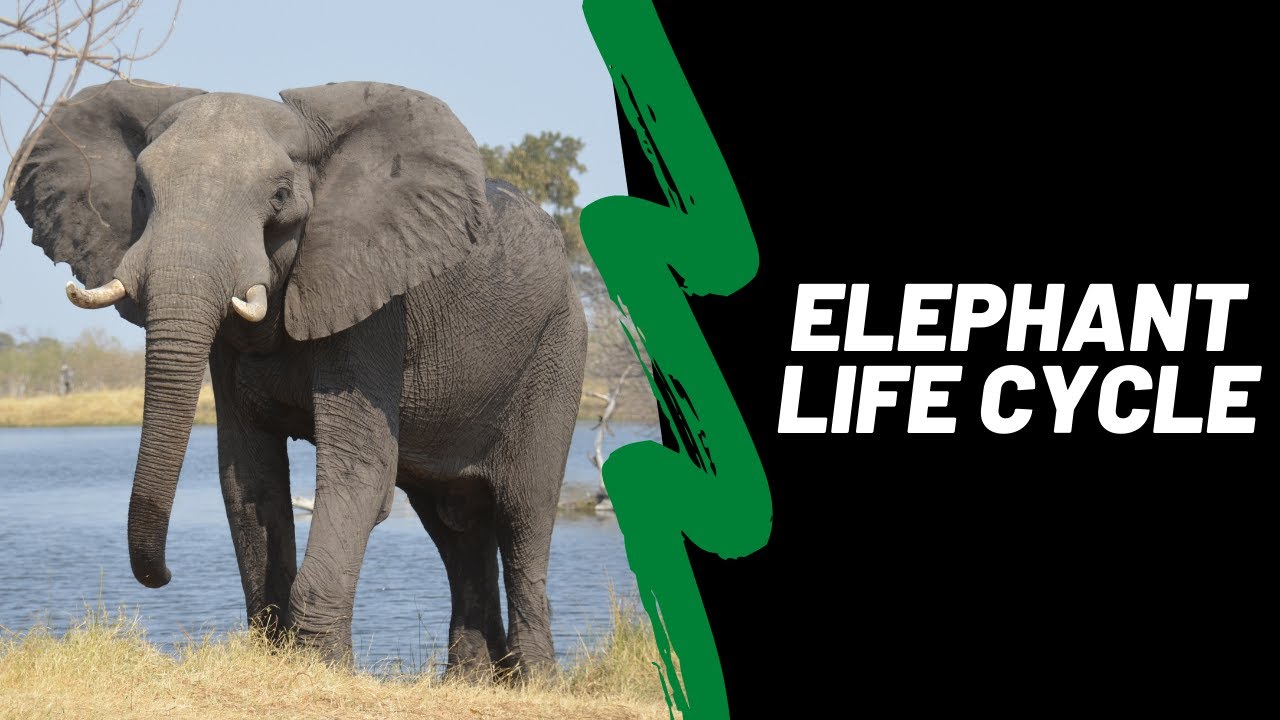 The life cycle of an elephant lesson for kids