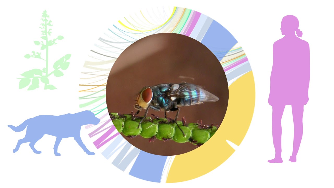 Houseflies and blowflies efficiently deliver pathogens from decaying matter right to your door