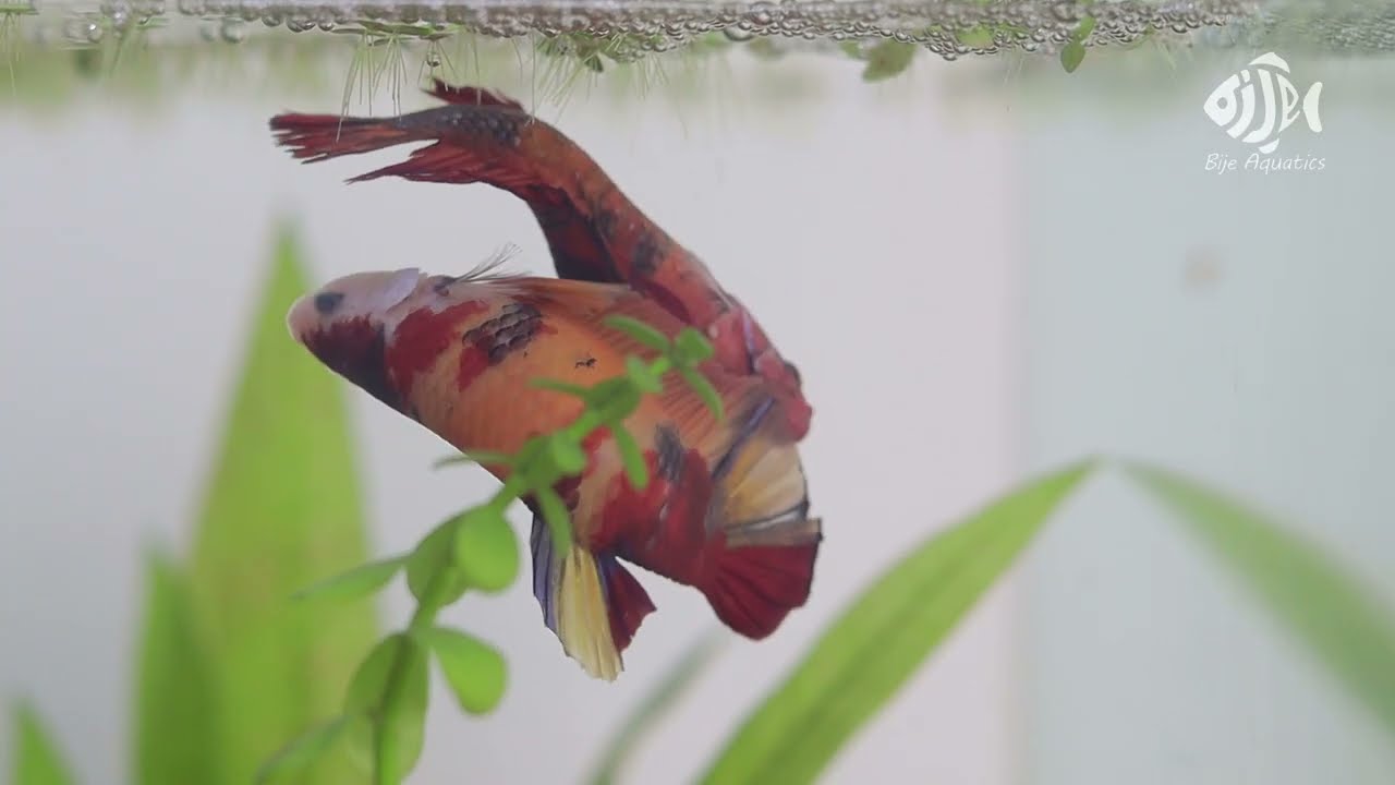 BETTA FISH LAY EGGS in Planted Tank
