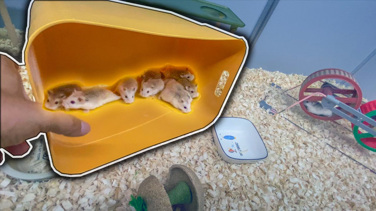 新鼠进大笼 ( Roborovski Hamster )