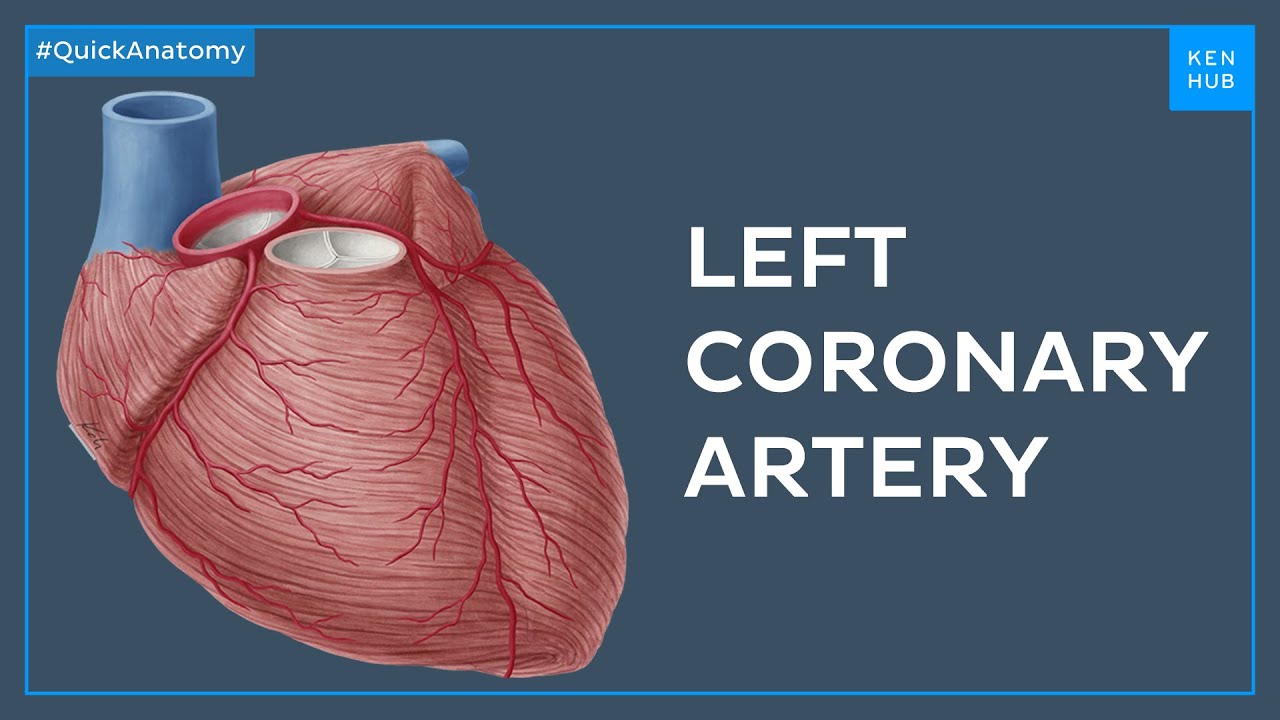 Left coronary artery and its branches - Quick Anatomy | Kenhub