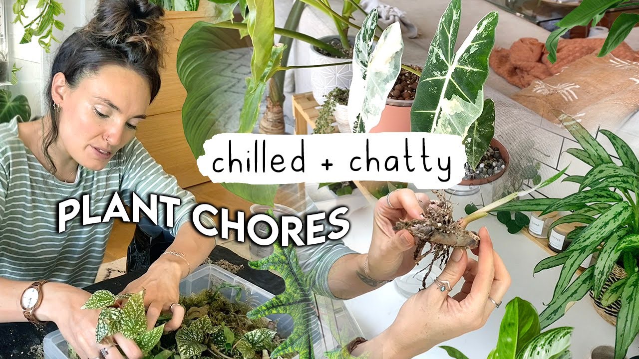Long Houseplant To-Do's Vlog 🌱 Repot, Propagate + Chat With Me