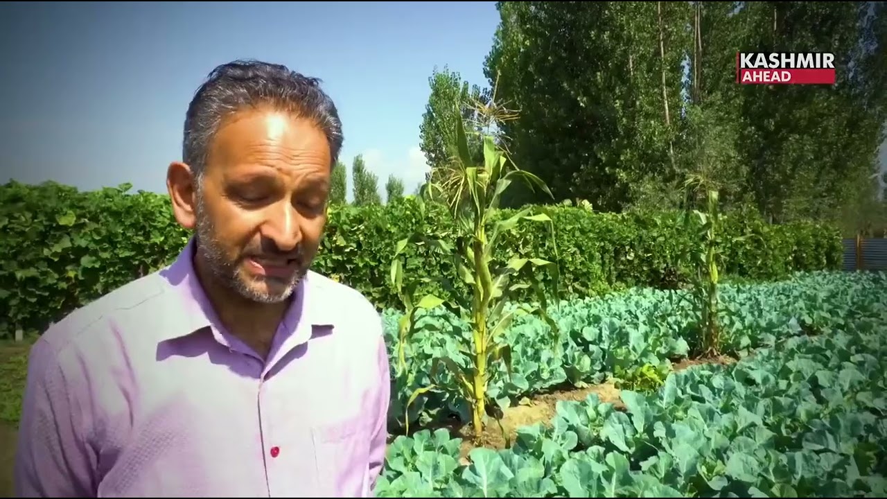 Revolutionising farming in Kashmir: Hi-Tech greenhouses