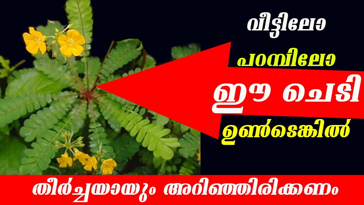 വീട്ടിലും പറമ്പിലും ഈ ചെടി കണ്ടിട്ടുള്ളവർ തീർച്ചയായും അറിഞ്ഞിരിക്കണം MUKKUTTY  Biophytum reinwardtii