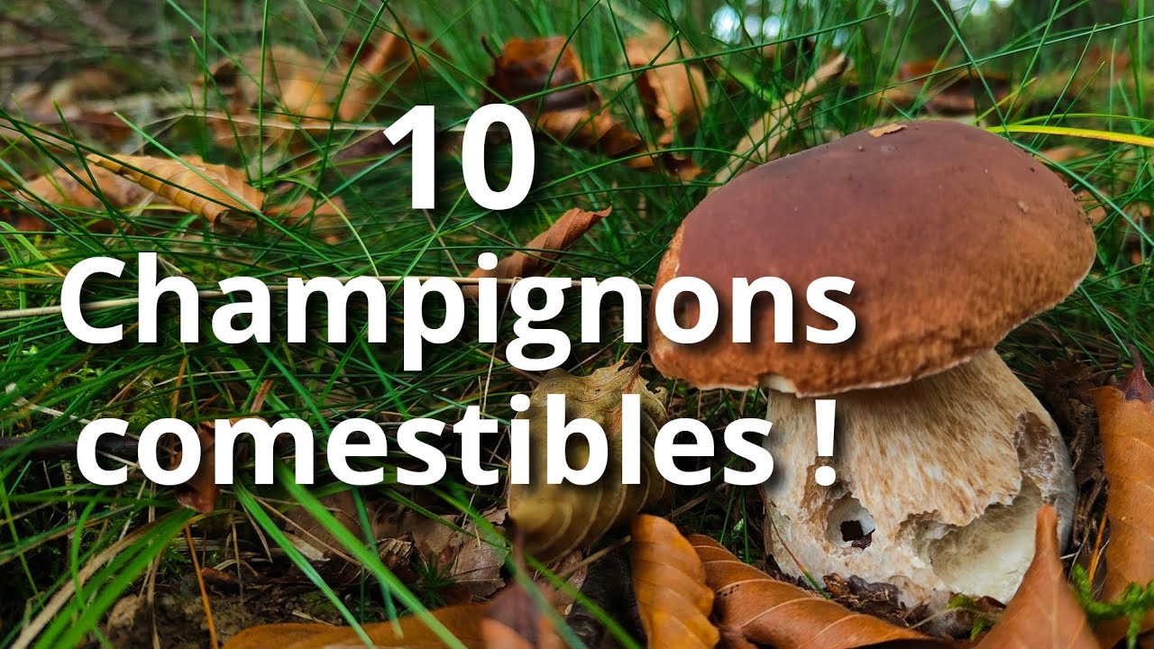 Reconnaître 10 CHAMPIGNONS COMESTIBLES facilement ! Mes astuces !