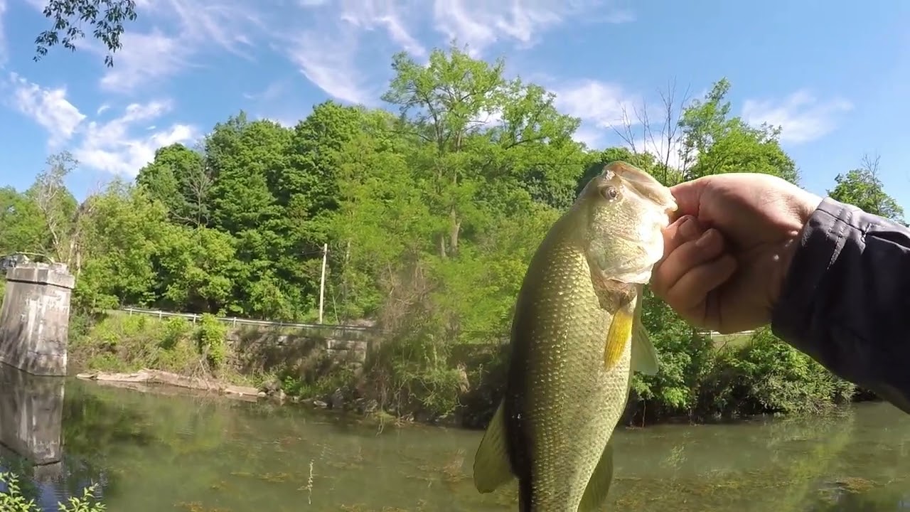 Summer Bank Fishing New York