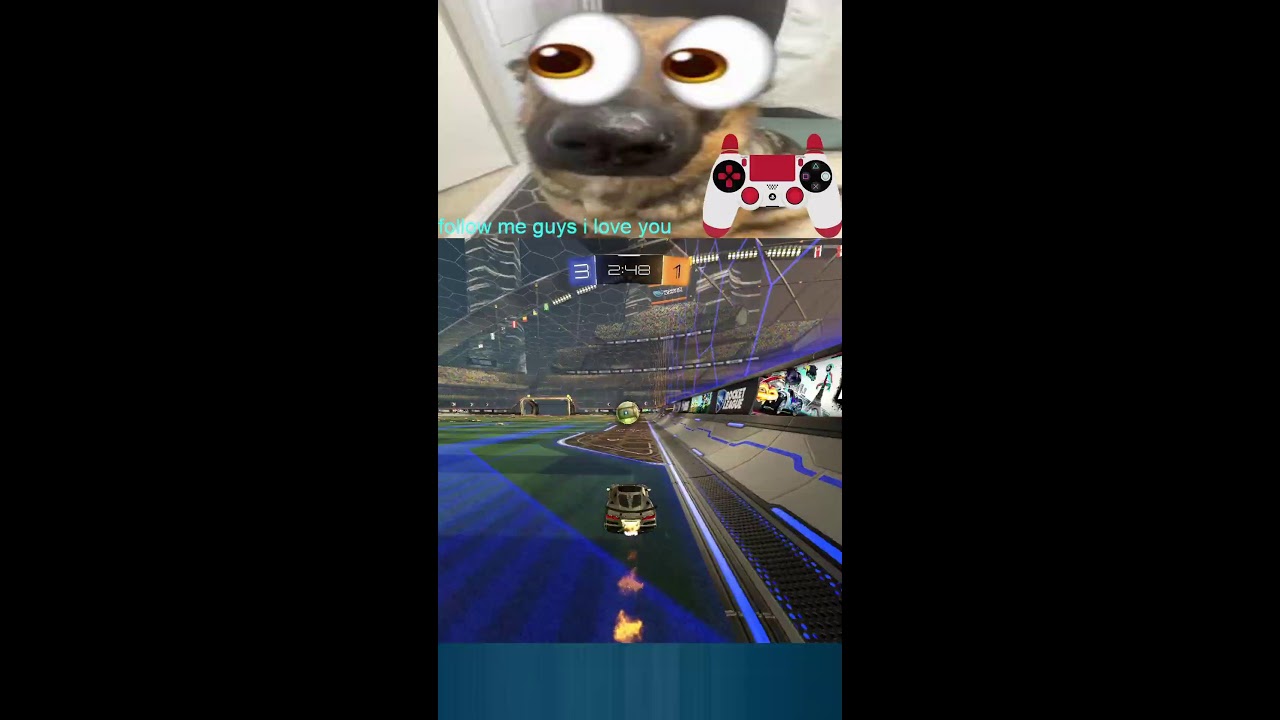 balreef Live Stream