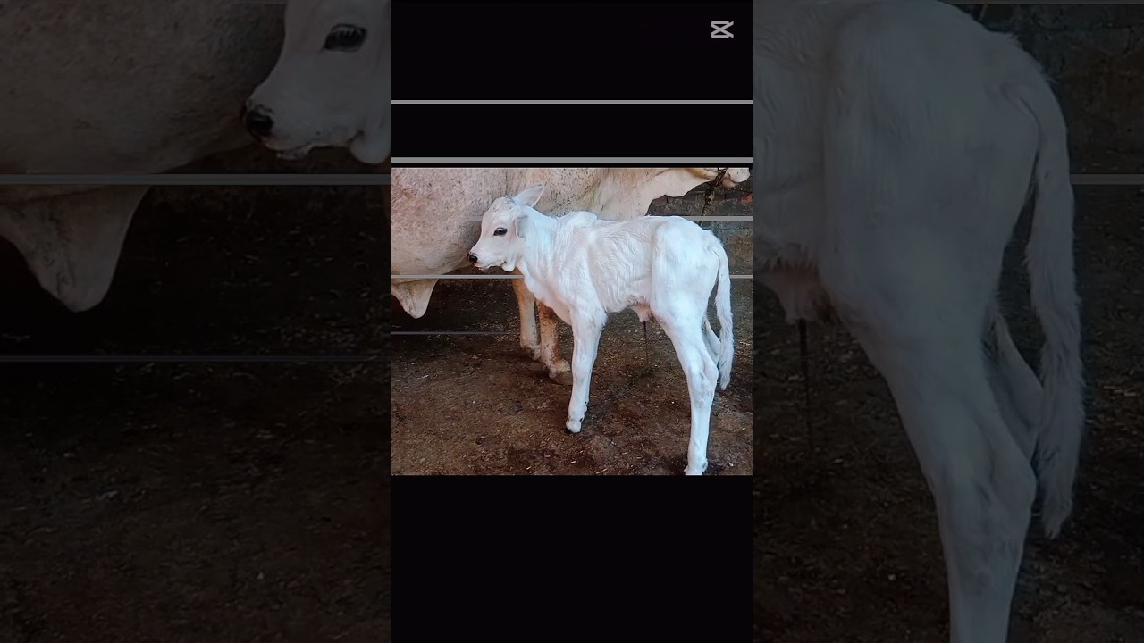 MASHALLAH. #BAGGA #cholistanicowbreed #nukrabull #cowlover #sheharmaindehat