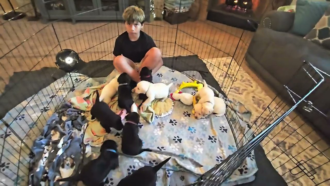 Labrador Puppies 4 weeks old